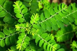 7 giải pháp tự nhiên giúp loại bỏ sỏi thận