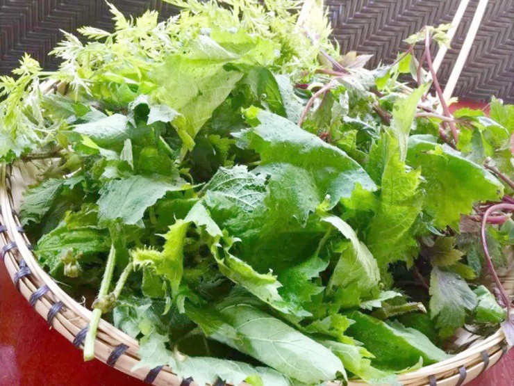 Việt Nam có giống cây chạm vào là ngứa, dân khéo biến hóa thành “mỏ tiền” - 2