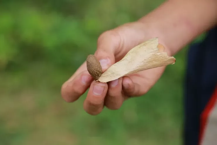 Đuôi hạt ươi bay có dính với cuống mà người dân hay gọi là cánh, khi có gió mạnh sẽ lìa cành, bay xoay xoay tròn xoe đến khi chạm đất hoặc bụi rậm. Ảnh: Thanh Nhật