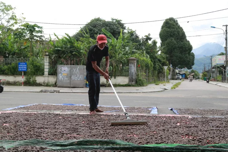 Phơi khô hạt ươi. Ảnh: Thanh Nhật