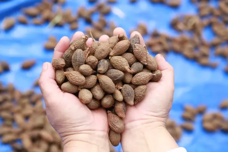 Ươi bay năm nay giá 400.000-500.000 đồng/kg tuỳ chất lượng hạt và thời điểm. Ảnh: Thanh Nhật
