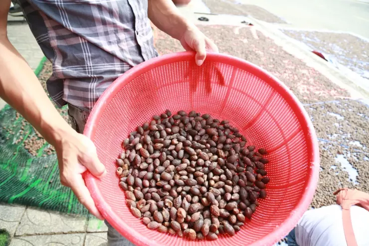 Người dân Đà Nẵng háo hức vào rừng nhặt ươi bay - 14