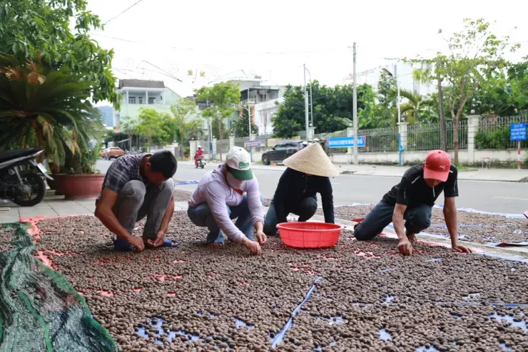 Người dân Đà Nẵng háo hức vào rừng nhặt ươi bay - 13