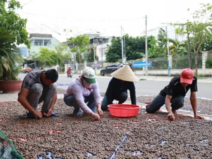 Người dân Đà Nẵng háo hức vào rừng nhặt ươi bay