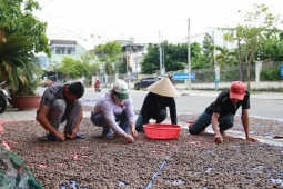 Người dân Đà Nẵng háo hức vào rừng nhặt ươi bay