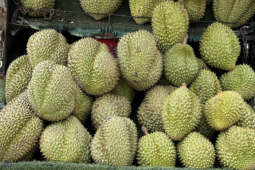 Lần đầu tiên trong 4 năm, dân thoải mái ăn sầu riêng với giá rẻ khó tin