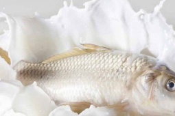 Mẹo giúp khử mùi tanh của cá dễ dàng và hiệu quả