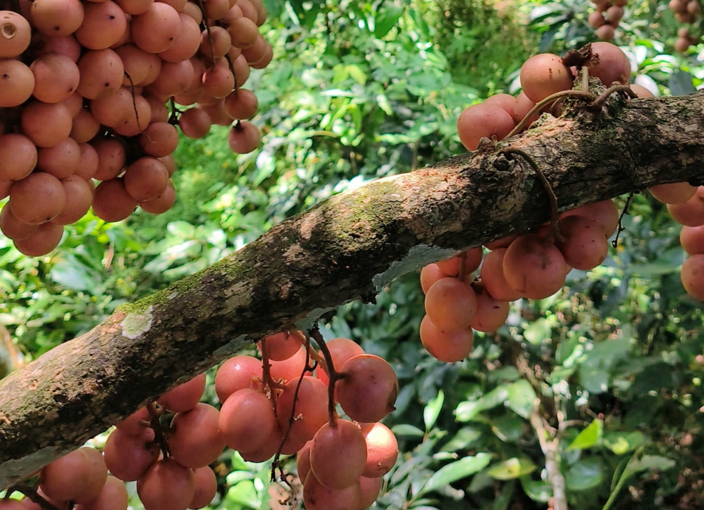 &nbsp;Những năm gần đây, dâu da đất còn được trồng để lấy quả tại vườn nhà và được nhiều người yêu thích.&nbsp;(Ảnh: Lê Thị Thuỷ)