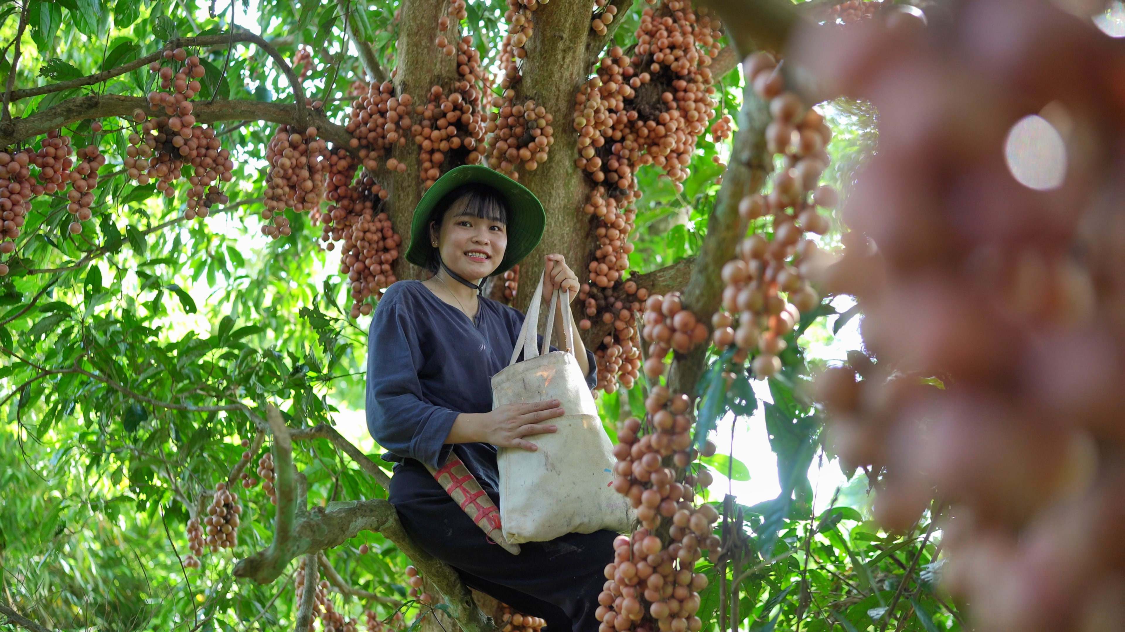 &nbsp;Cây bắt đầu cho quả từ khoảng tháng 4 đến tháng 7 là chín.&nbsp;(Ảnh: Lê Thị Thuỷ)