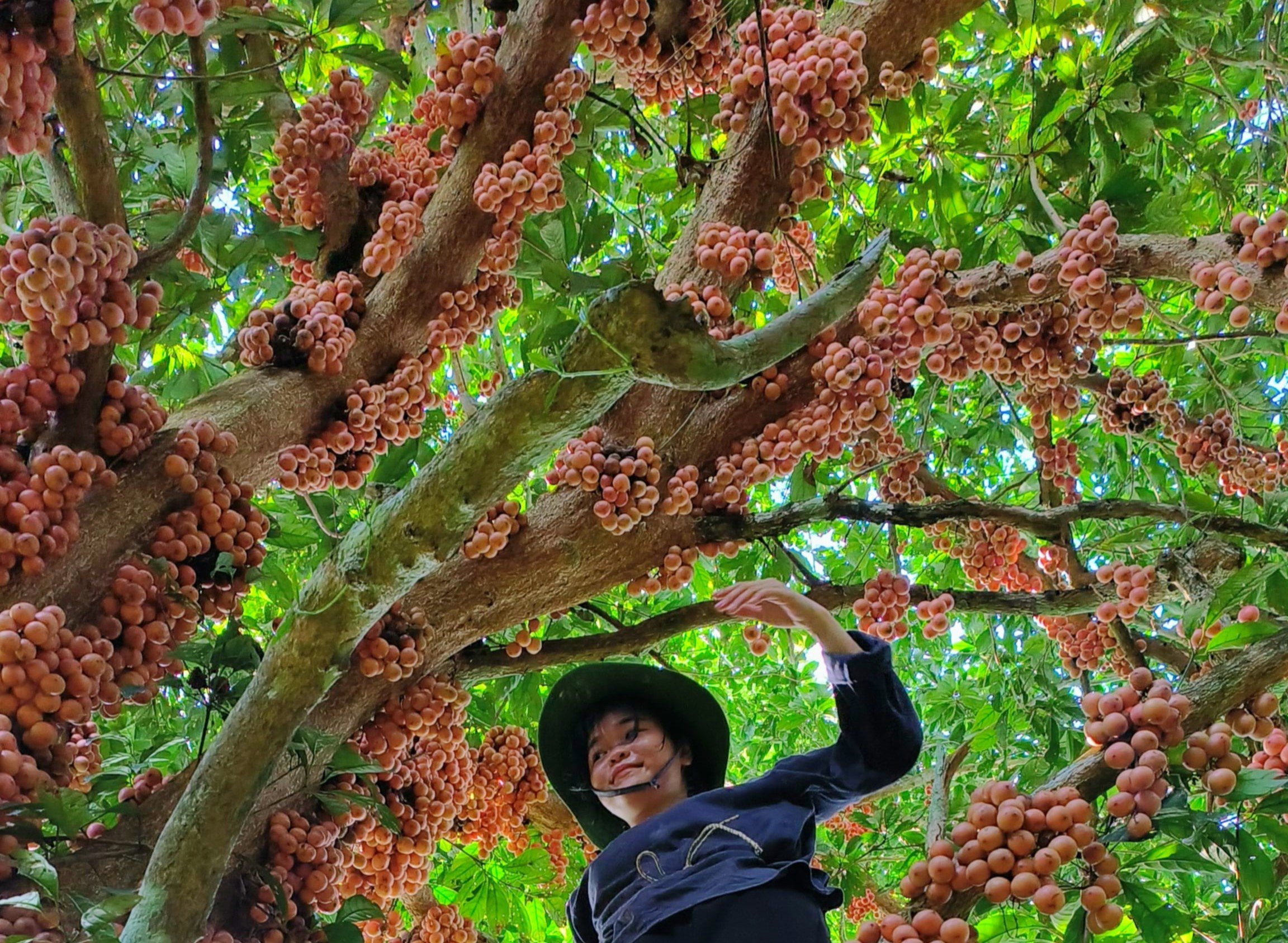 &nbsp;“Cây đang bắt đầu chín rộ nên tôi đã bắt đầu hái về bán và gửi cho mọi người. Là quả rừng sạch lại tốt cho sức khoẻ nên mọi người thích lắm, chị Thuỷ cho hay.&nbsp;(Ảnh: Lê Thị Thuỷ)