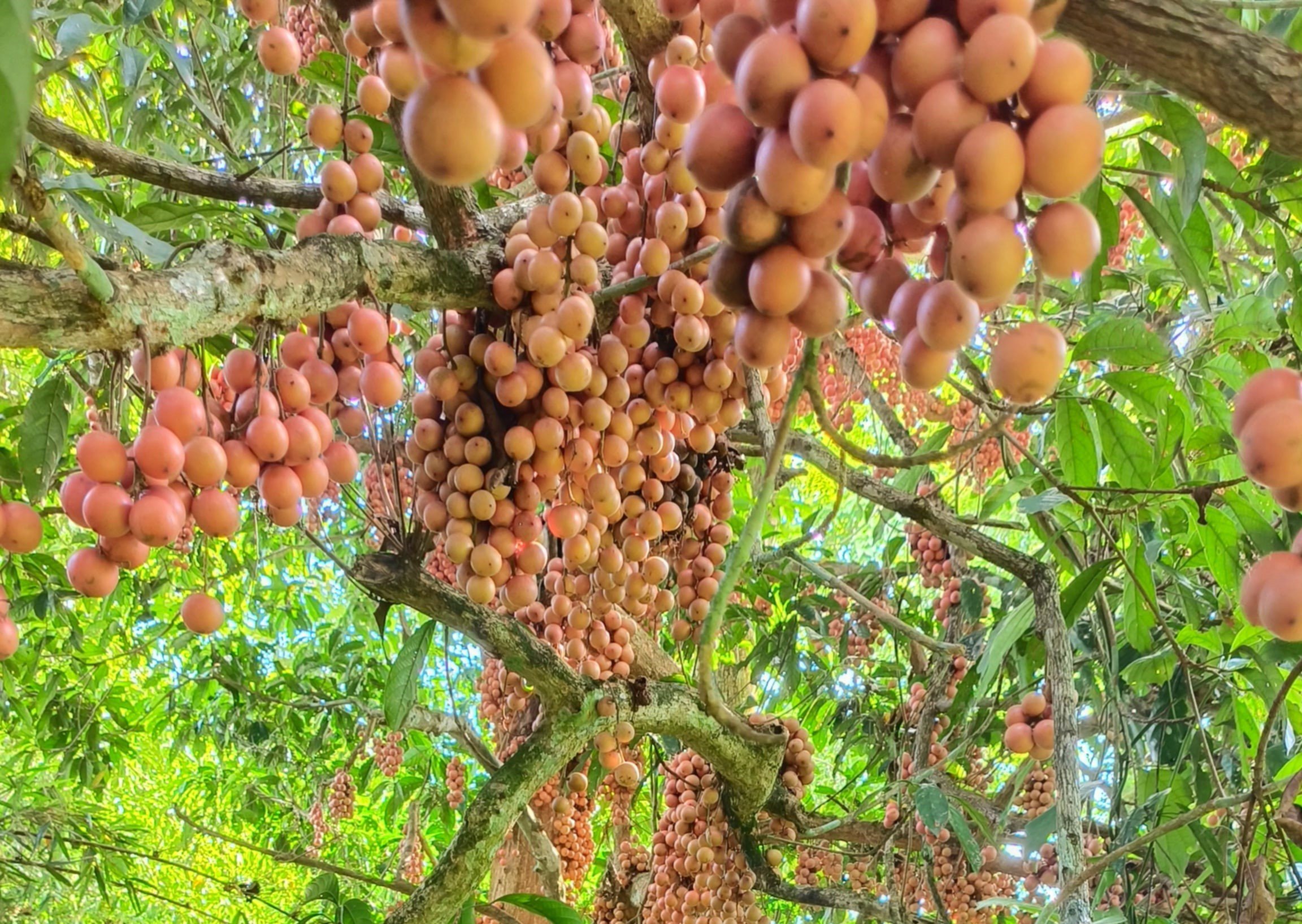 Chị Thuỷ cho biết, gần 4 năm bỏ phố về rừng để sống, hàng ngày đi tìm mật ong, nấm lim xanh và các loại đặc sản trong rừng để bán, lần đầu tiên chị nhìn thấy một cây dâu da đất sai đến như vậy mọc hoang trên rừng.