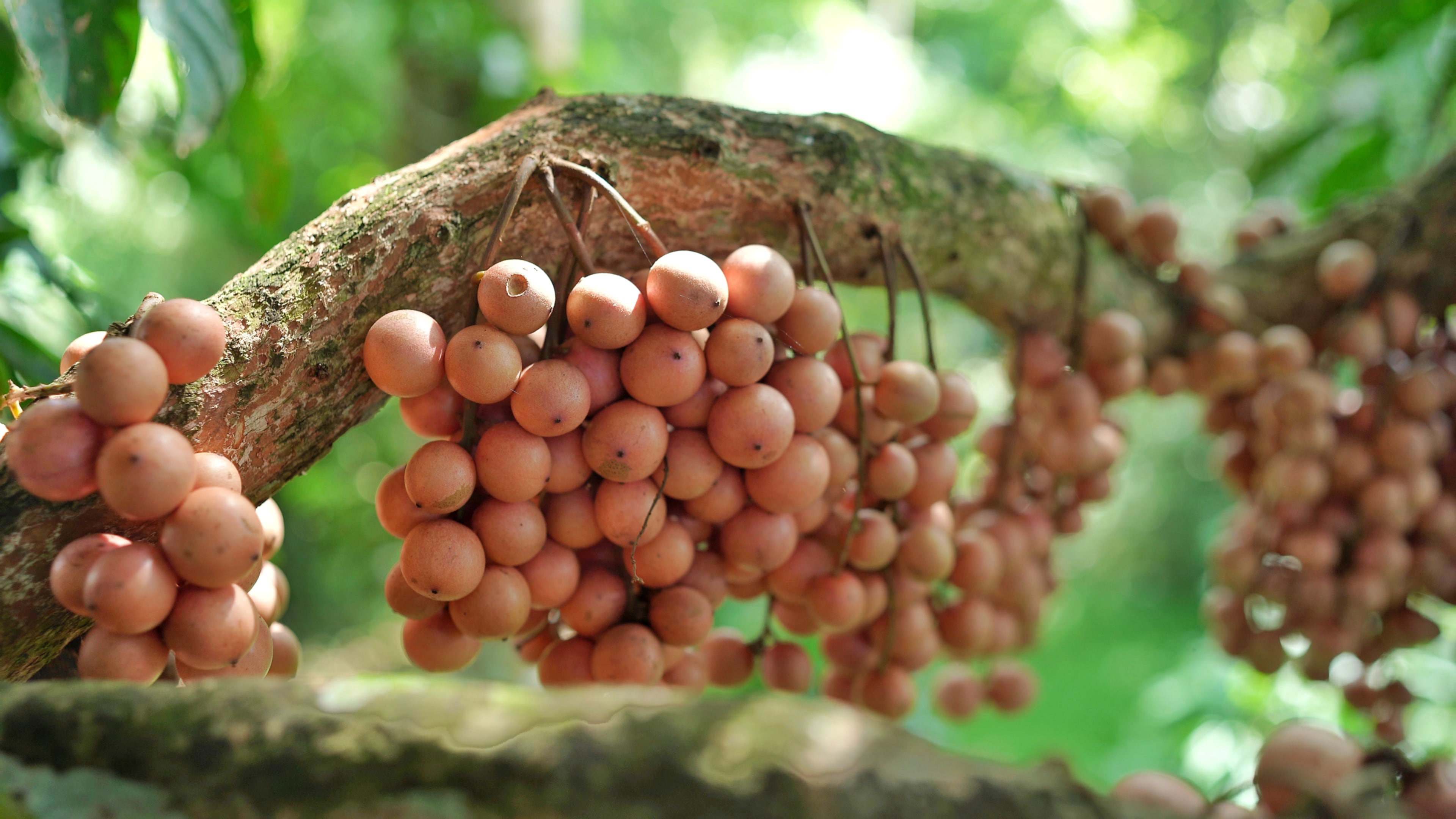 Không chỉ sai quả mà cây dâu da đất này còn cho quả rất ngọt.&nbsp;(Ảnh: Lê Thị Thuỷ)