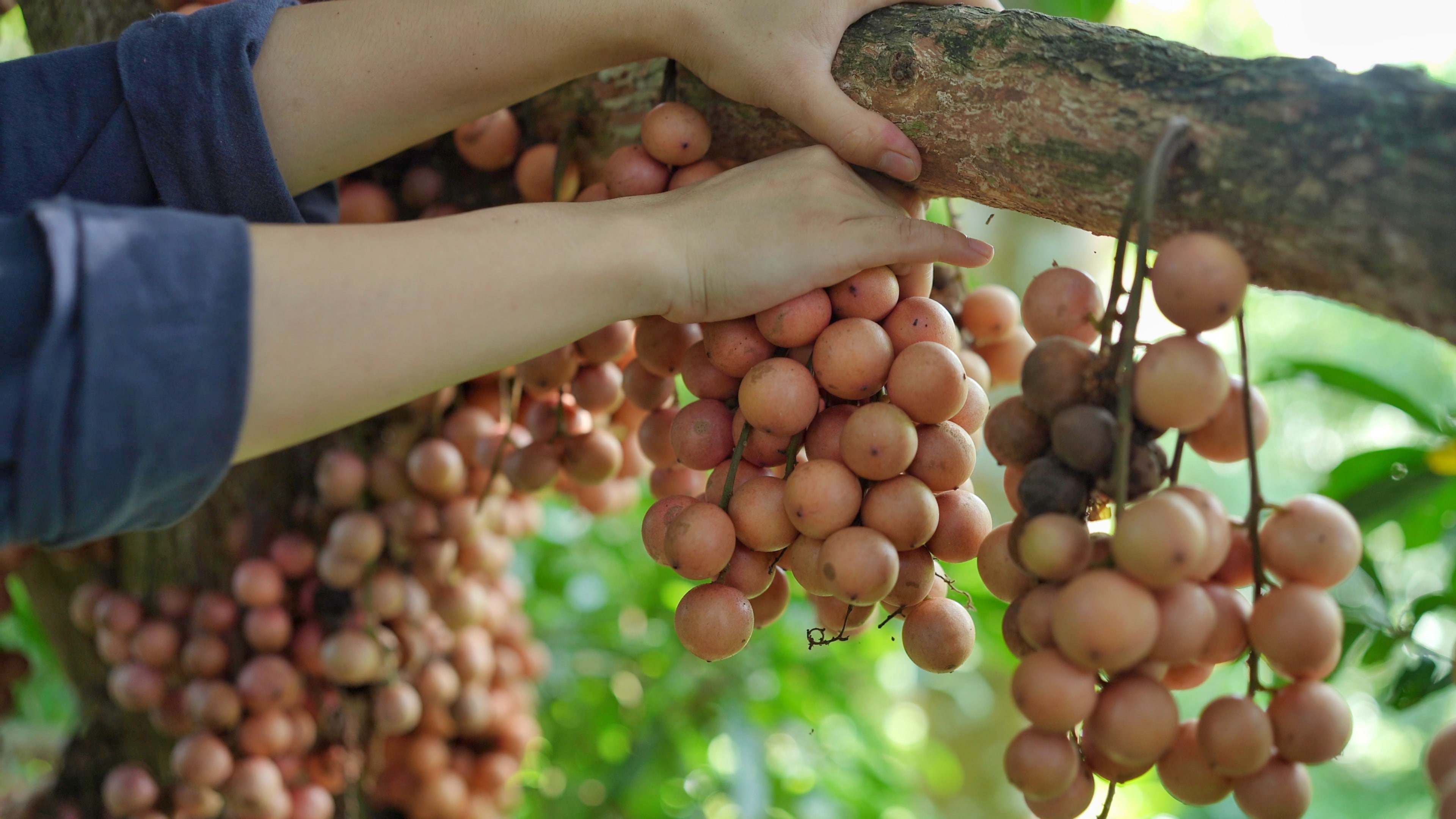 Theo chị Thuỷ, nếu hái cả cây, dự kiến sẽ thu được vài tạ quả.&nbsp;(Ảnh: Lê Thị Thuỷ)