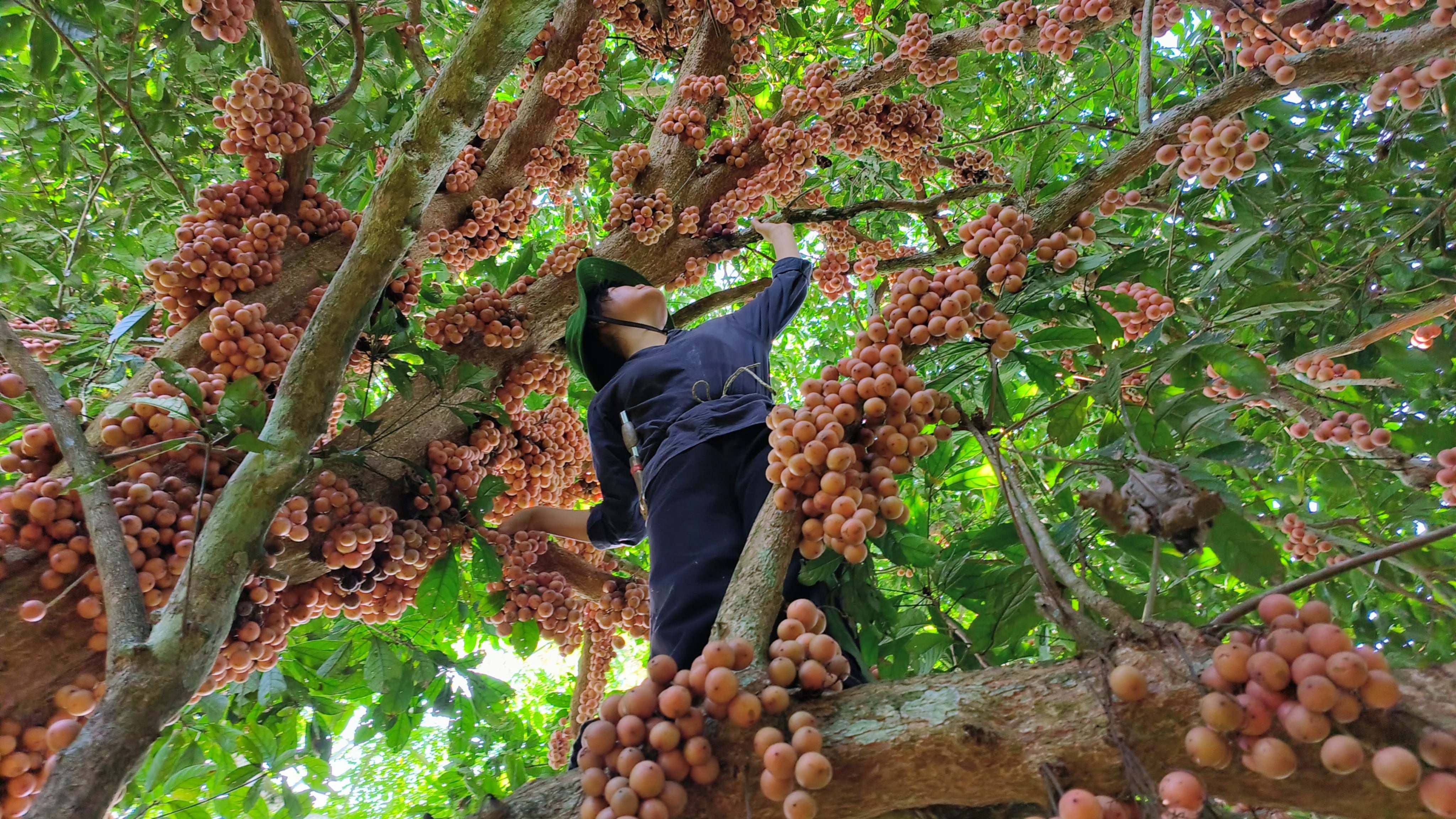 Những chùm dâu da đất hồng rực cả một vùng khiến người đi rừng thích thú.&nbsp;(Ảnh: Lê Thị Thuỷ)