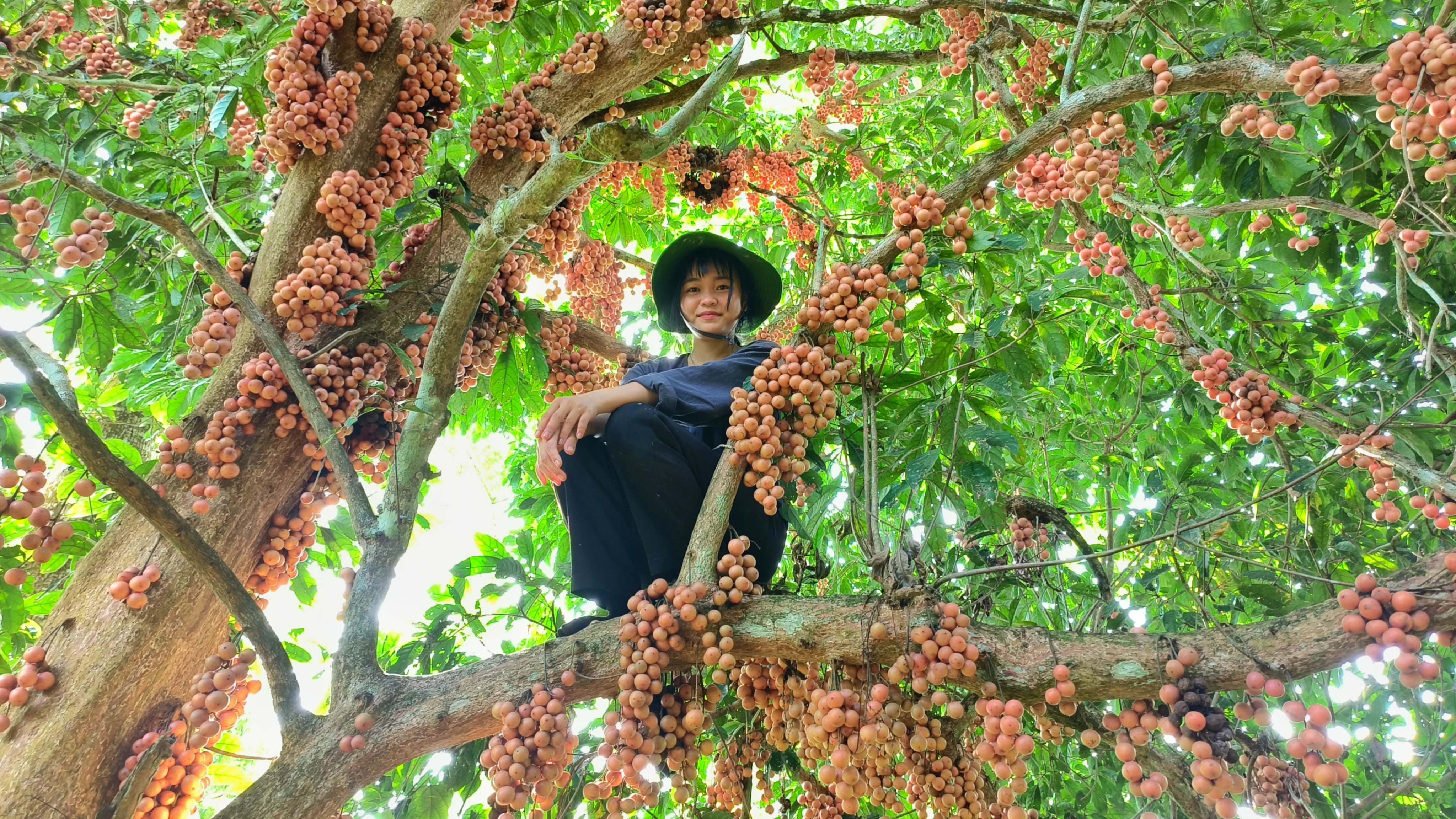 “Đường rừng thì khó đi, vất vả lại nhiều vắt kinh khủng nên tôi bán quả với giá 50 nghìn đồng/kg coi như lấy thêm chút công. Ngày đầu tiên hái được khoảng 30kg thì khách đặt mua hết rồi”, chị Thuỷ chia sẻ.&nbsp;(Ảnh: Lê Thị Thuỷ)