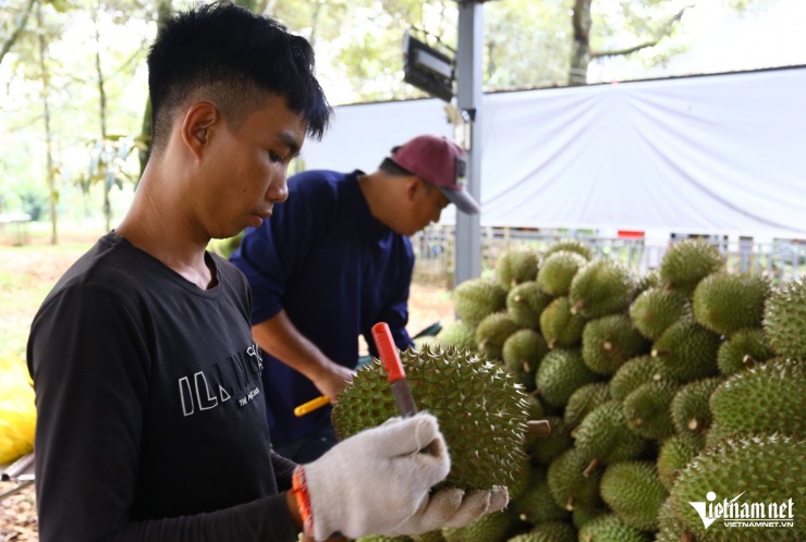 Một thợ chuyên gõ sầu riêng để phân loại. Ảnh: Hoàng Anh