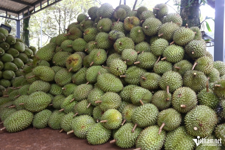 Những trái sầu riêng già được thợ lành nghề phân loại. Ảnh: Hoàng Anh