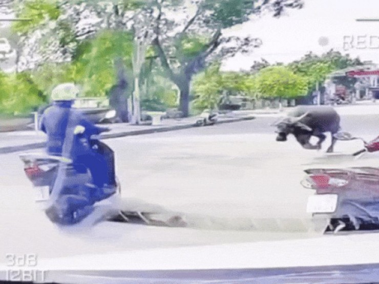 VIDEO: Trâu "điên" truy sát người phụ nữ đi xe máy trên đường