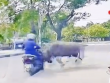 VIDEO: Trâu "điên" truy sát người phụ nữ đi xe máy trên đường