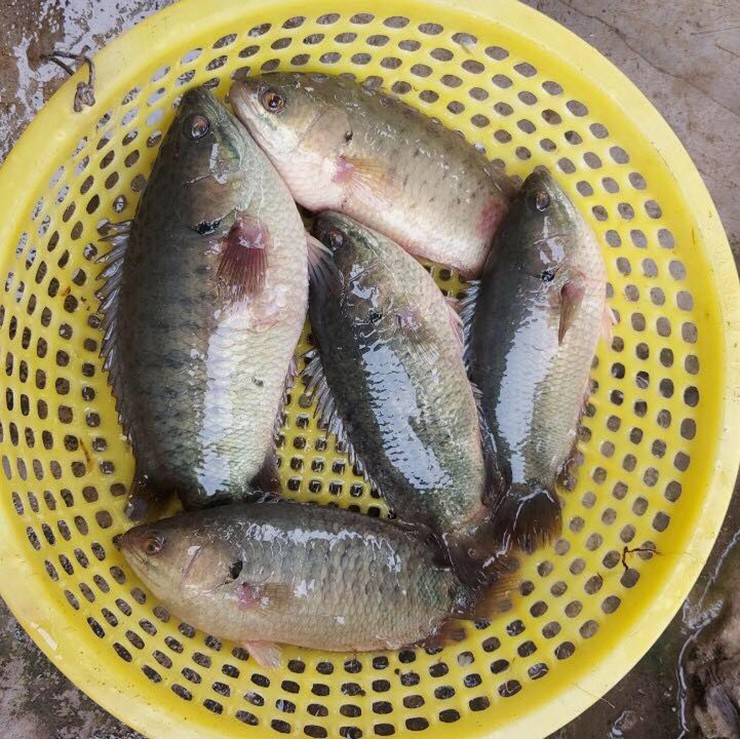 Cá rô đồng thường sinh sống trong môi trường tự nhiên như ruộng lúa, ao hồ, không phải là loại được nuôi theo phương pháp công nghiệp. Do đó, cá có kích thước vừa phải, lớp da sẫm màu và khả năng bơi lội rất linh hoạt.
