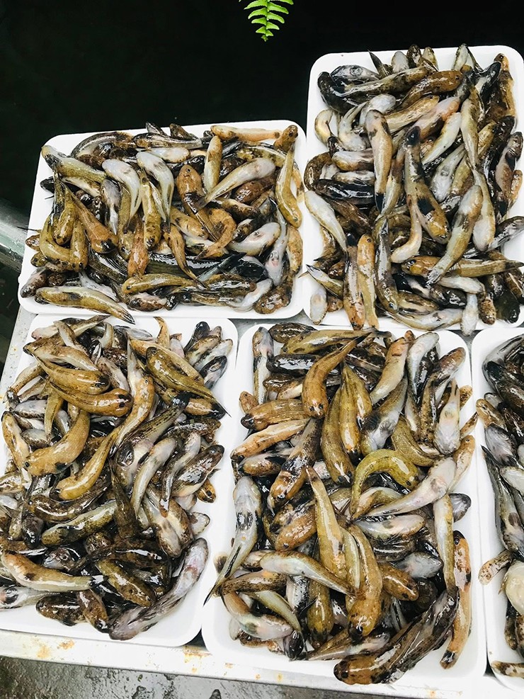 Trên thị trường, giá cá bống dao động từ 70.000 đồng/kg, với loại 1 có thể lên đến 150.000 đồng/kg tùy chất lượng và nguồn gốc.
