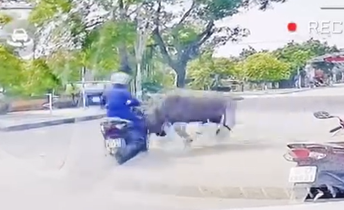 Hình ảnh trâu "điên" húc thẳng vào xe máy người đi đường