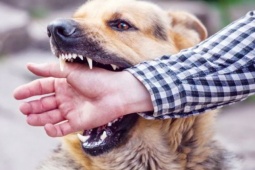 Có những triệu chứng này cần nghĩ ngay đến bệnh dại