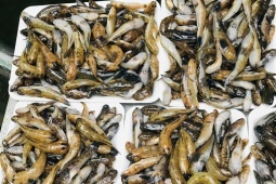 3 loại cá nhỏ là  " kho dinh dưỡng " , chỉ vài chục nghìn đồng/kg, đến mùa bán đầy chợ Việt