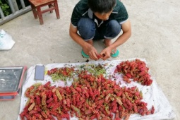  Kim cương  giữa rừng: Xưa là quả dại, nay thành  máy in tiền 