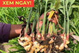 Tin tức sức khỏe - Loại củ rẻ bèo được ví như “vệ sĩ” của phổi, đọc xong nhiều người tiếc hùi hụi vì bỏ phí!