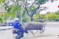 VIDEO: Trâu "điên" truy sát người phụ nữ đi xe máy trên đường