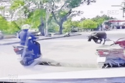 VIDEO: Trâu  " điên "  truy sát người phụ nữ đi xe máy trên đường