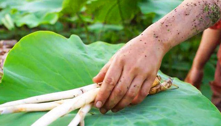 Rau ngà là một loài cây thủy sinh sống lâu năm. Phần ăn được chính là thân ngầm của cây, dài khoảng 20 cm, đường kính từ 0,5 đến 1 cm.
