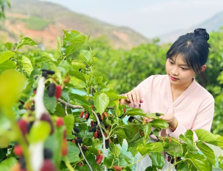 Vị chua ngọt, thanh mát cùng mùi thơm nhẹ khiến dâu tằm rất được yêu thích.&nbsp;Quả dâu chứa nhiều chất chống oxy hóa như vitamin A, C, E, giúp làm chậm quá trình lão hóa.
