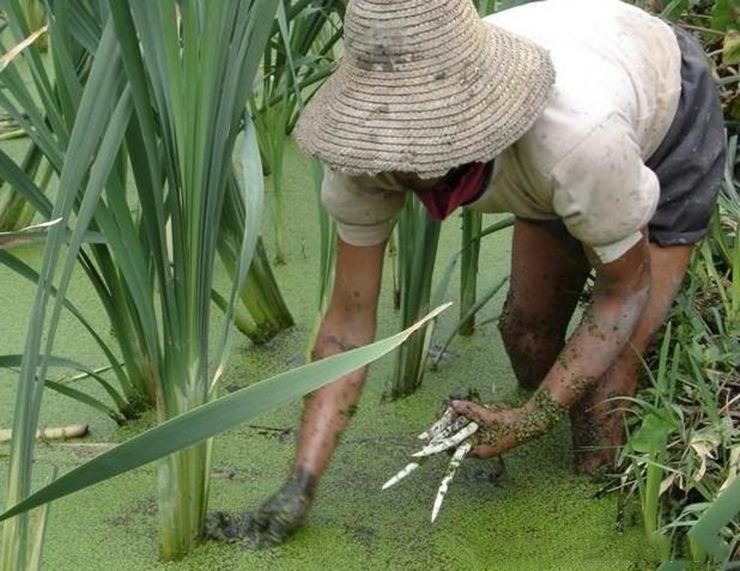 Rau ngà voi từng được xem là &#34;nhân sâm nấu chín&#34;, là vật phẩm dâng lên triều đình nhà Đường (Trung Quốc). Vì sống dưới nước, lại rất dị ứng với thuốc trè sâu, nên đây là loại rau sạch tự nhiên, được nhiều người ưa chuộng.
