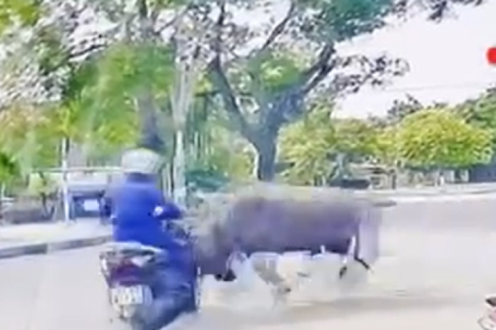 VIDEO: Trâu "điên" truy sát người phụ nữ đi xe máy trên đường