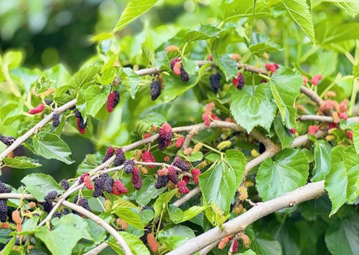 Không chỉ quả dâu tằm, lá, thân và&nbsp;rễ của nó&nbsp;đều có thể bán, sử dụng làm thuốc, hỗ trợ điều trị nhiều chứng bệnh như mất ngủ, chóng mặt, ù tai, táo bón và bệnh khớp.
