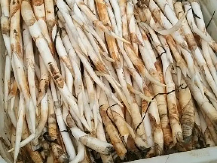 Cứ sau mỗi 10 ngày, cây lại có thể dài thêm nửa mét, cho phép người dân thu hoạch liên tục.&nbsp;
