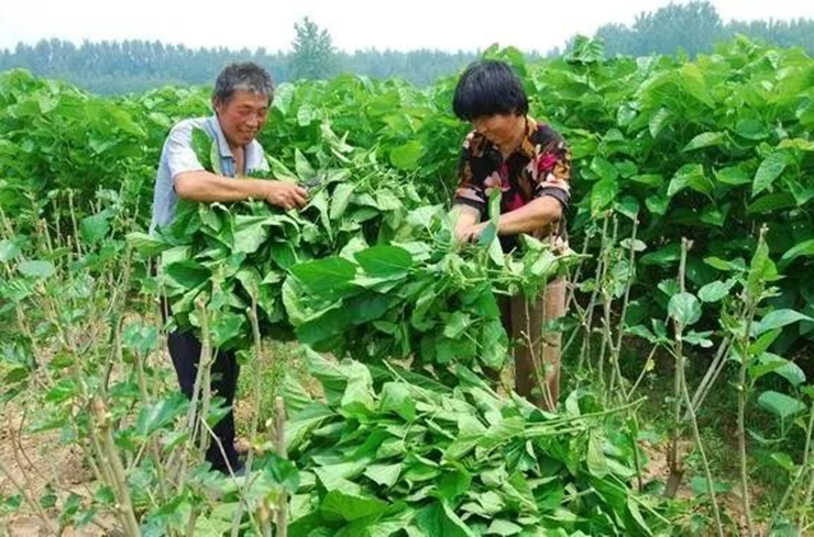Lá dâu tằm không chỉ dùng để nuôi tằm mà còn chứa nhiều dưỡng chất có lợi cho sức khỏe như axit amin, polysaccharides, ketone, chất xơ, vitamin và steroid.
