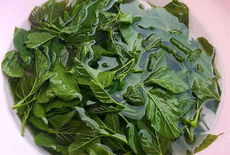 Ngoài ra, ở Trung Quốc hiện còn đang rộ lên trào lưu nuôi tằm từ trứng để xả stress.&nbsp;Trên các sàn thương mại điện tử ở Trung Quốc, combo “nuôi tằm từ trứng” với giá 16,9 NDT/hộp (60.000 đồng)&nbsp;đang rất được học sinh ưa chuộng.&nbsp;

