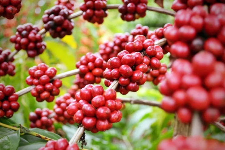“Kim cương” giữa rừng: Xưa là quả dại, nay thành “máy in tiền” - 1