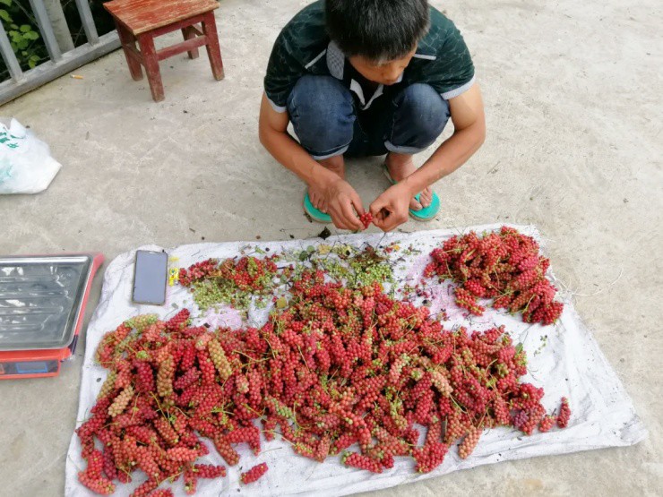 “Kim cương” giữa rừng: Xưa là quả dại, nay thành “máy in tiền” - 4