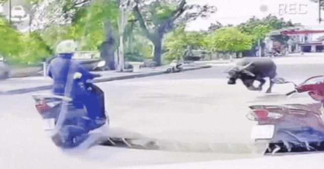 VIDEO: Trâu "điên" truy sát người phụ nữ đi xe ...