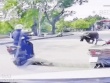 VIDEO: Trâu 
