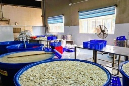Kinh hoàng kho chân gà  ' bẩn '  ngâm hóa chất ở Thanh Hóa