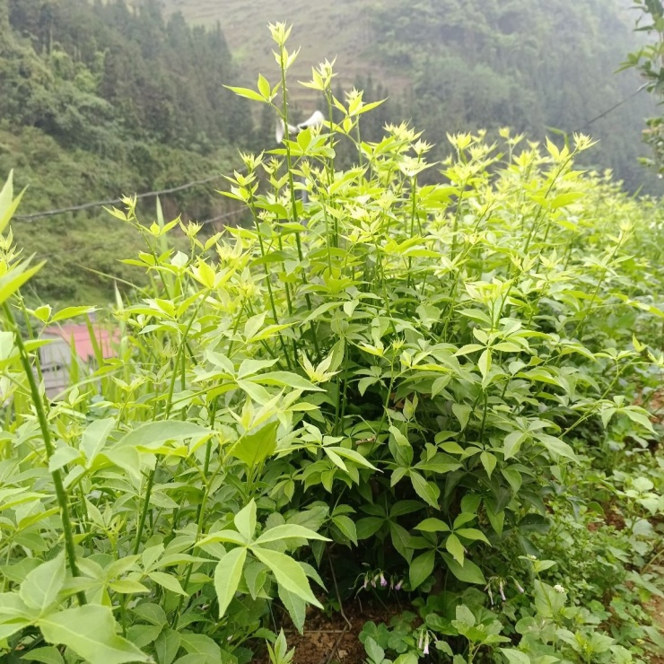 Cây ngũ gia bì hương dễ trồng, dễ chăm. Ảnh: Mạc San
