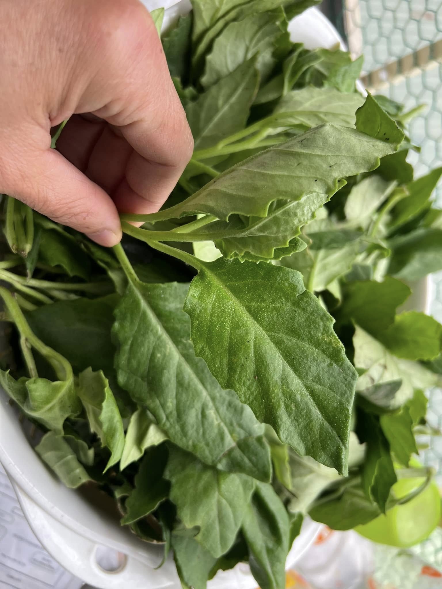 Sản vật 'trời ban' có từ Nam ra Bắc, nấu canh ăn vừa mát vừa ngọt thơm - 3