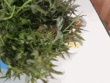 Rau đặc sản ở miền Bắc trồng 1 lần hái cả năm, ăn bổ lại ngon