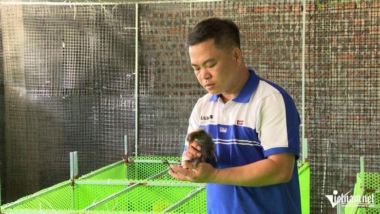 Anh Phạm Văn Hùng chăm sóc chim sâm cầm con.