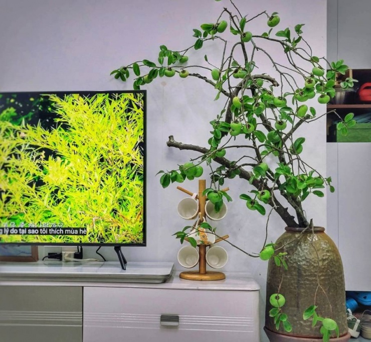 "Hoa thị" sáng bừng không gian phòng khách. Ảnh: Trần Thùy Anh